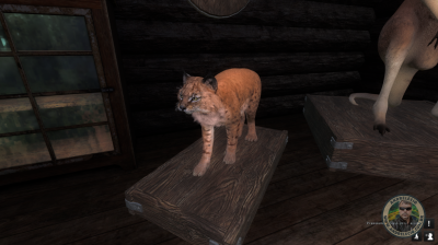 Lince top 17 no dia do abate